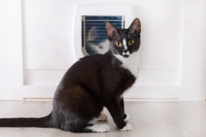 Black & White Cat | How To Install Pet Door in Garage Door | A Plus Garage Doors | Cat Door For Garage Door | Garage Door Dog Door | Installing Cat Door in Garage Door